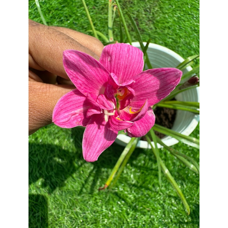 Rain Lily Pink rouge roll