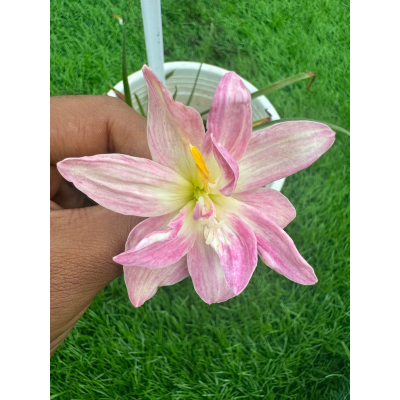 Rain Lily Pinky orchid
