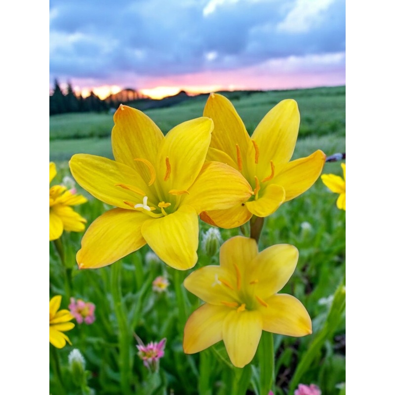 Rain Lily Pitambara