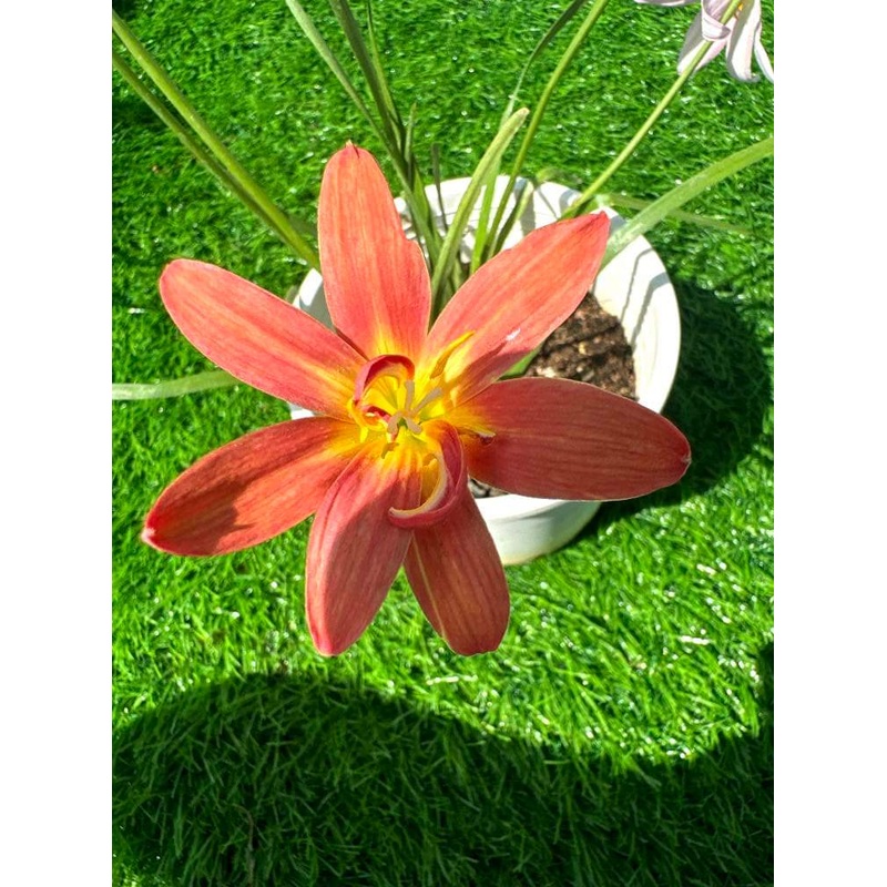 Rain Lily Pomello..500