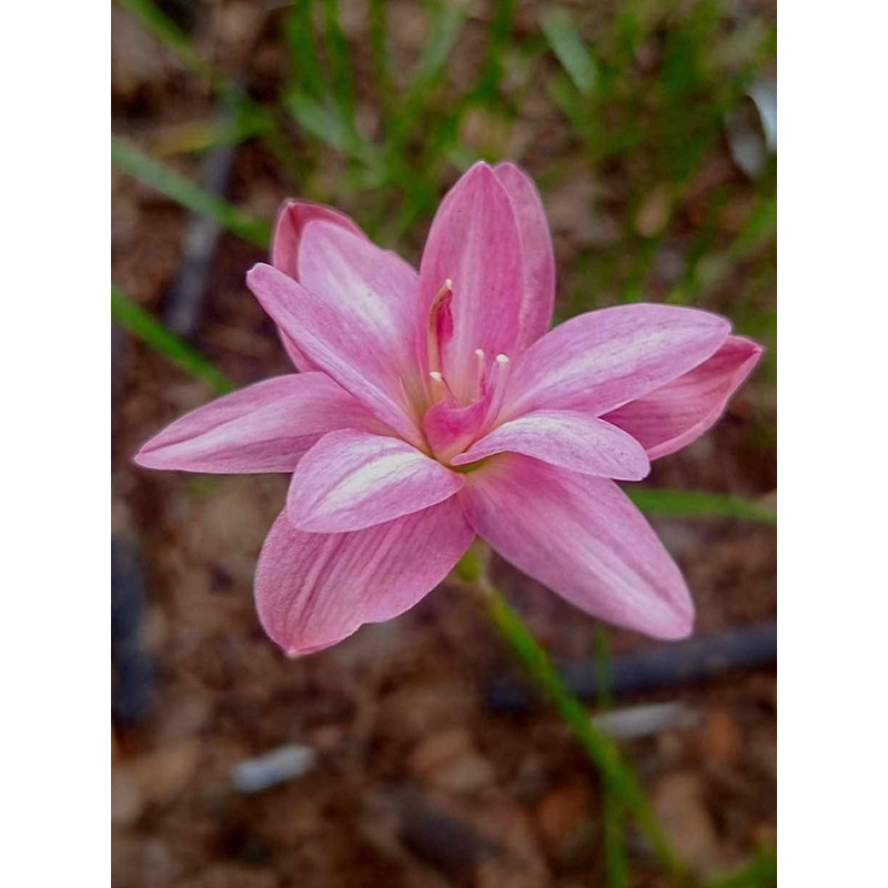 Rain Lily Poonsuk