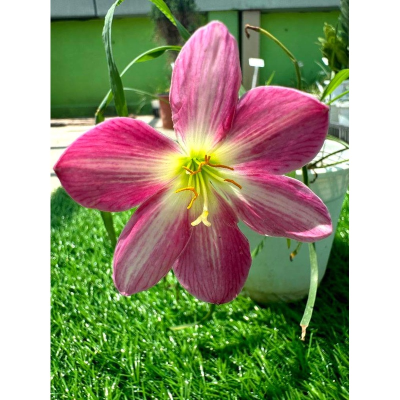 Rain Lily Potjaman