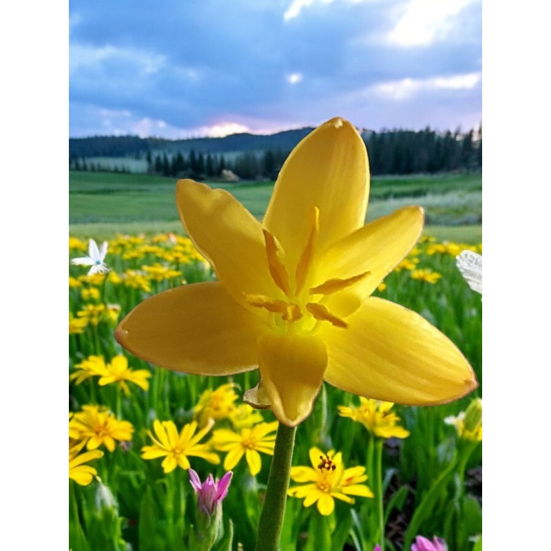 Rain Lily Primulina