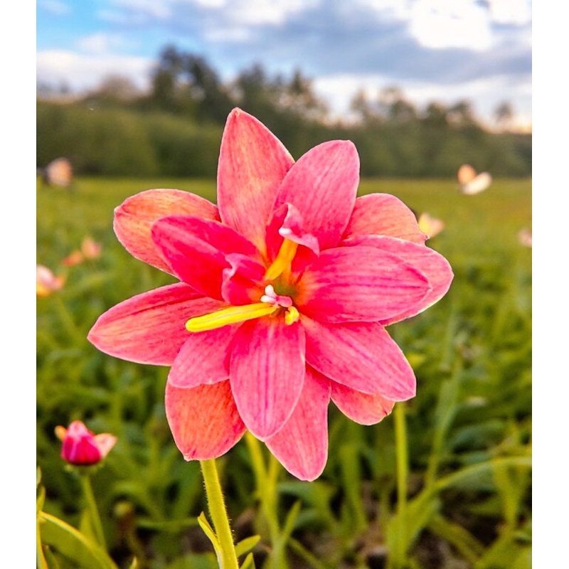 Rain Lily Princess Zara