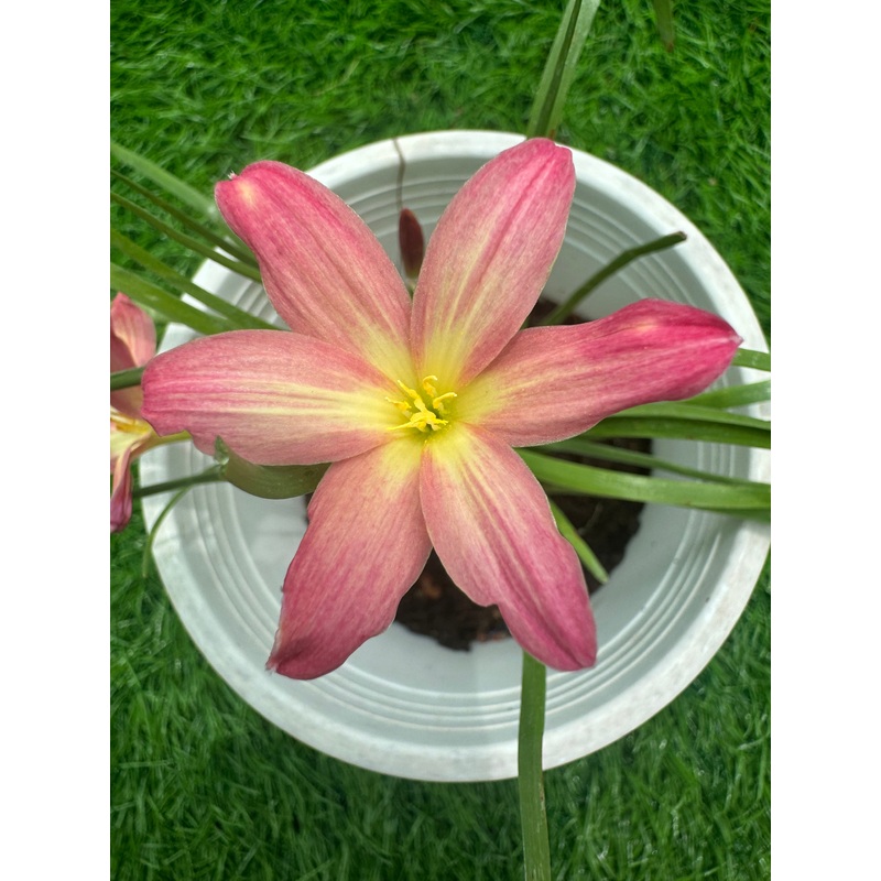 Rain Lily Punch Beach
