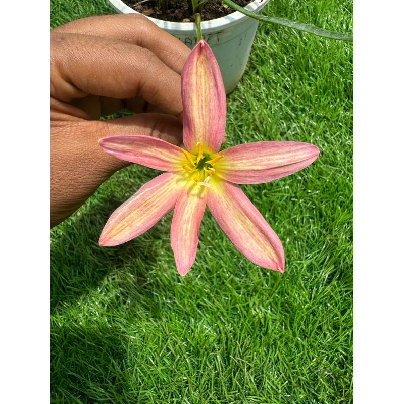 Rain Lily Punch planet , Phu Planet