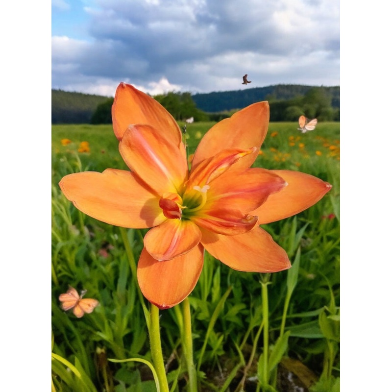 Rain Lily Puppy love 500