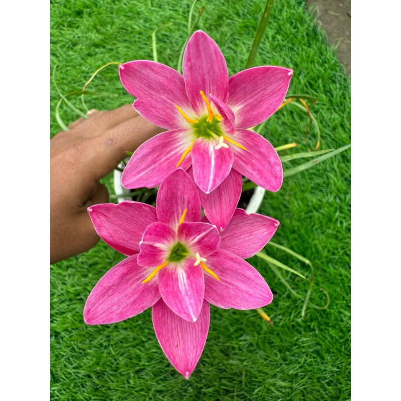 Rain Lily Purple Jade
