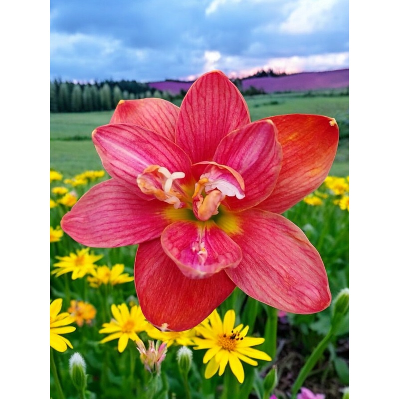 Rain Lily Red Bull