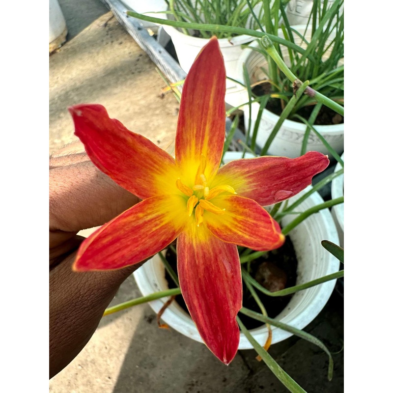 Rain Lily Red burst..300