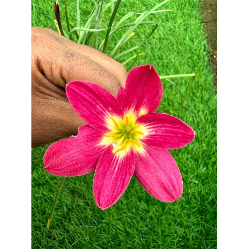 Rain Lily Red Cherry 350