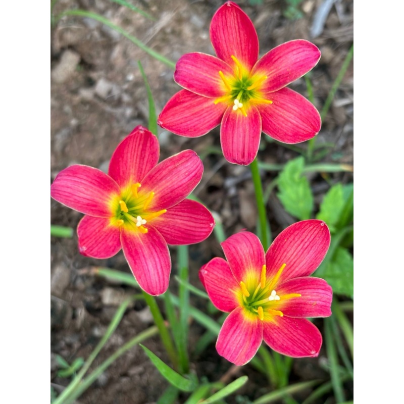 Rain Lily Red devil