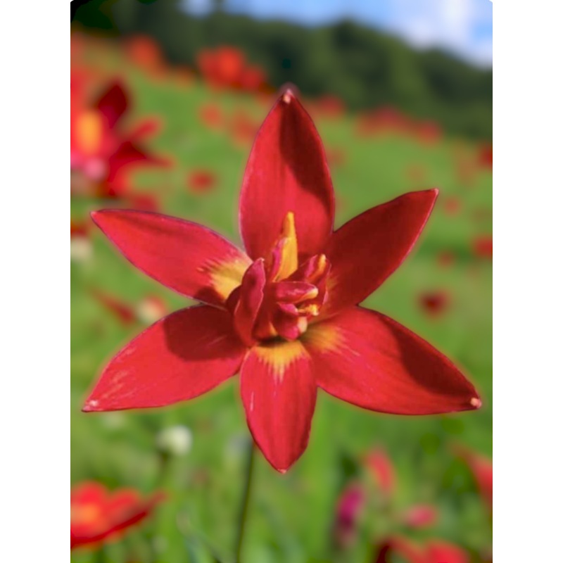 Rain Lily Red Gems