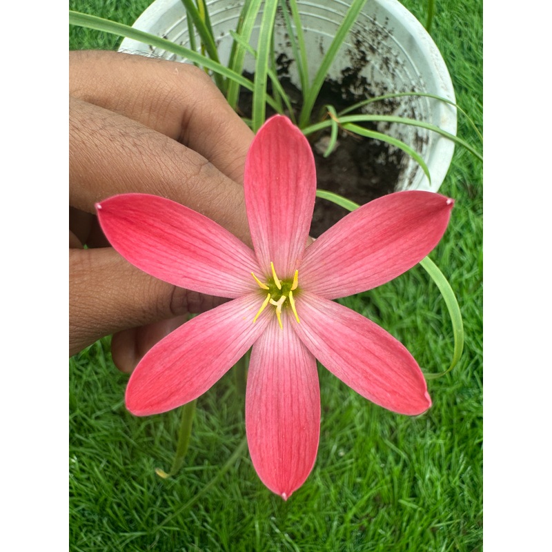 Rain Lily Red hybrid