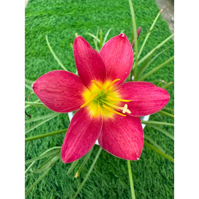 Rain Lily Red Lamduan