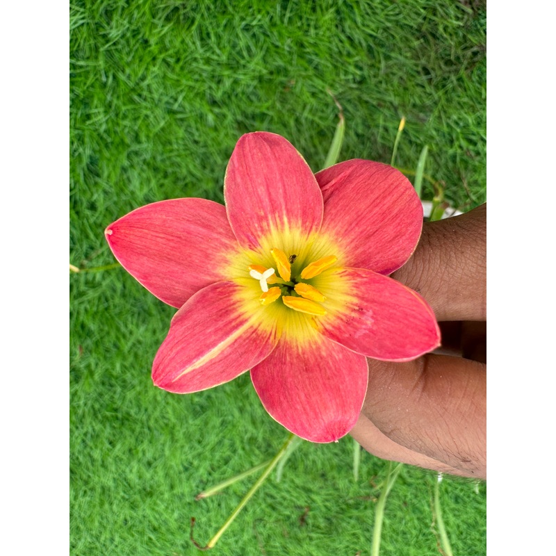 Rain Lily Red luminous…250