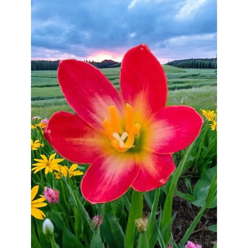 Rain Lily red Valencia
