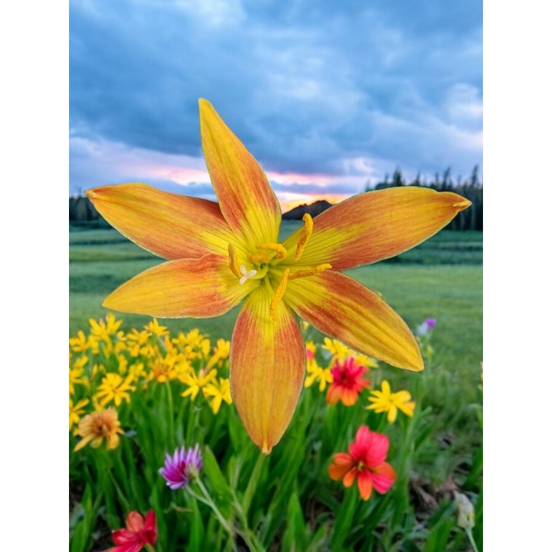 Rain Lily Red west