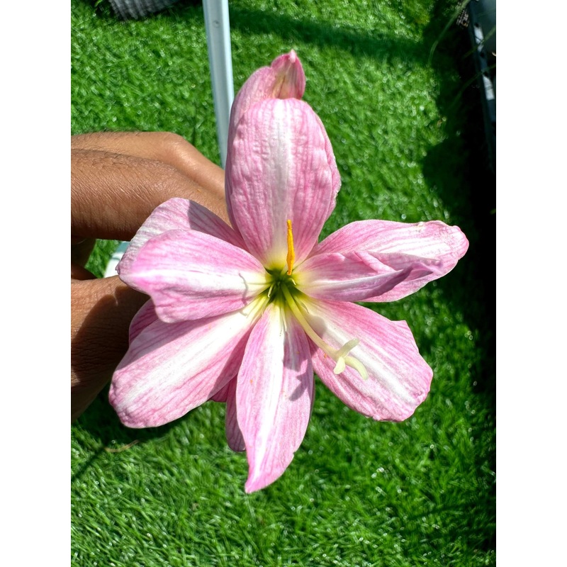 Rain Lily Ribbon of Love