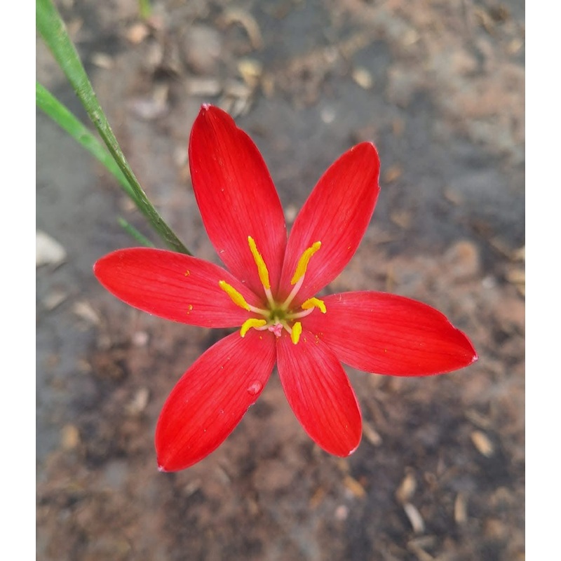 Rain Lily Rojo 800