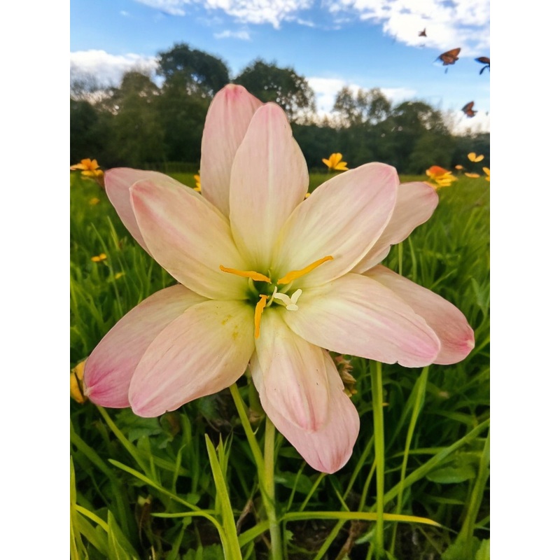 Rain Lily Rosy Grove