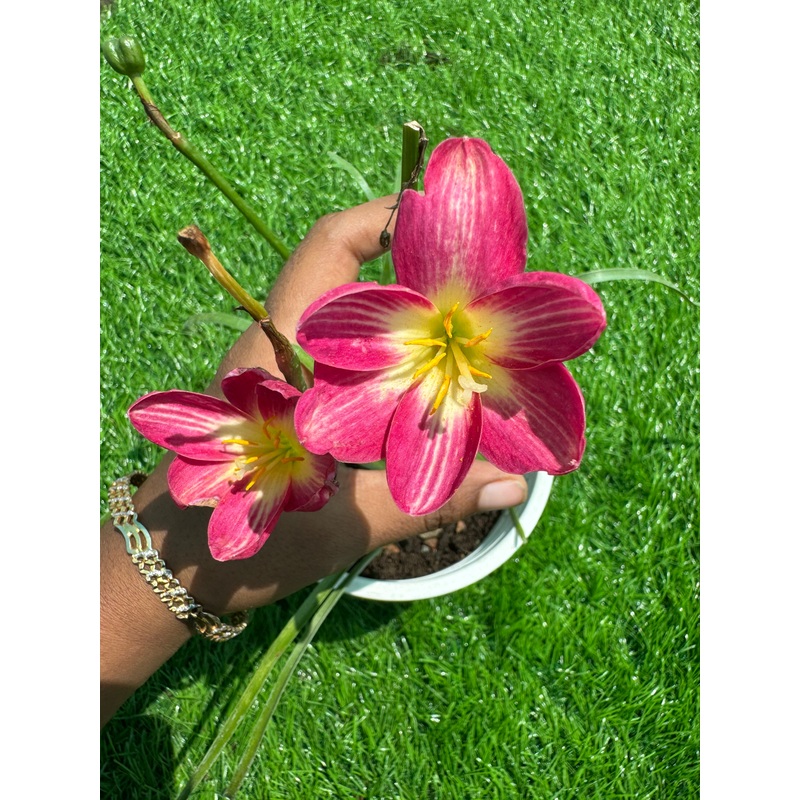 Rain Lily Rouge Angel