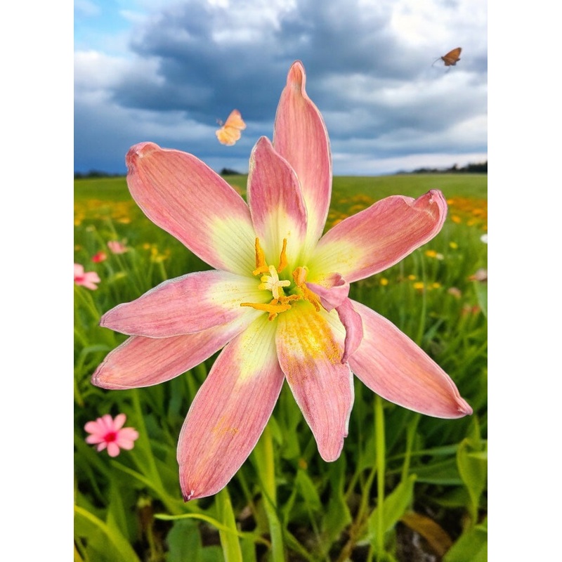 Rain Lily RP 22