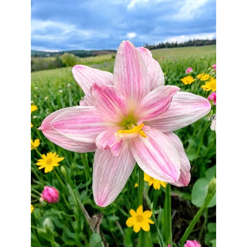 Rain Lily Rp 28