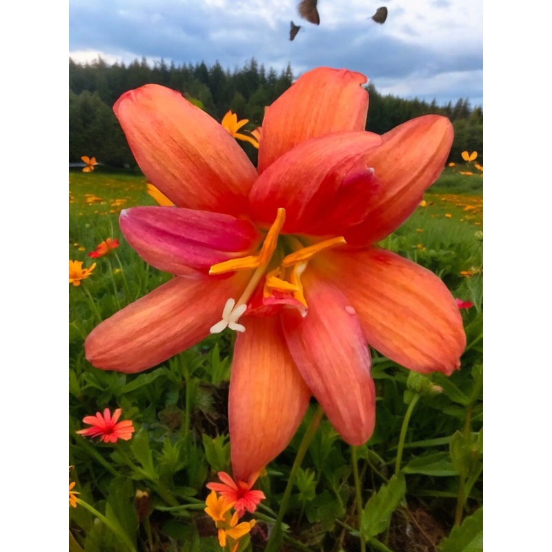 Rain Lily Rung Suree 800