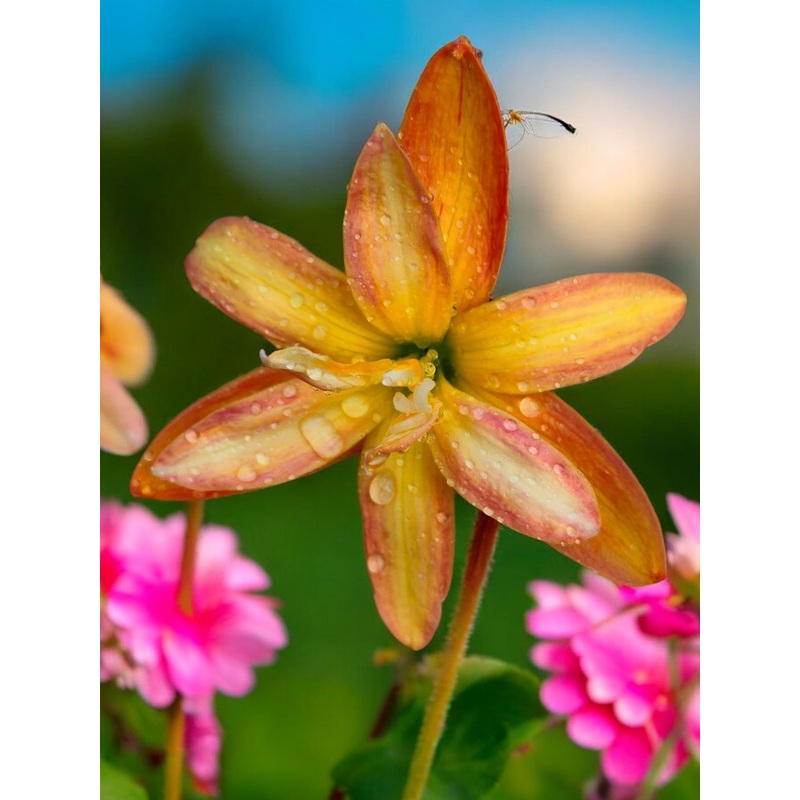 Rain Lily Sagittarius