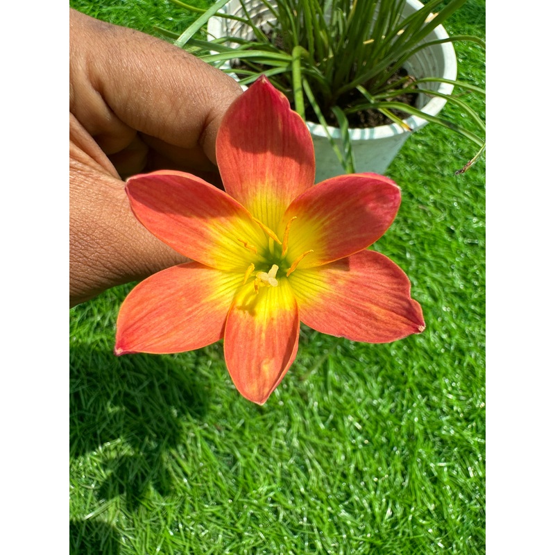 Rain Lily Sakuntala