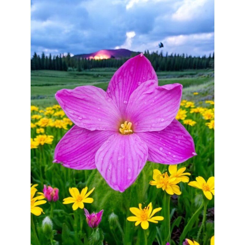 Rain Lily Sakura Baby