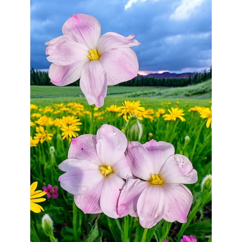 Rain Lily Sakura Baby 3