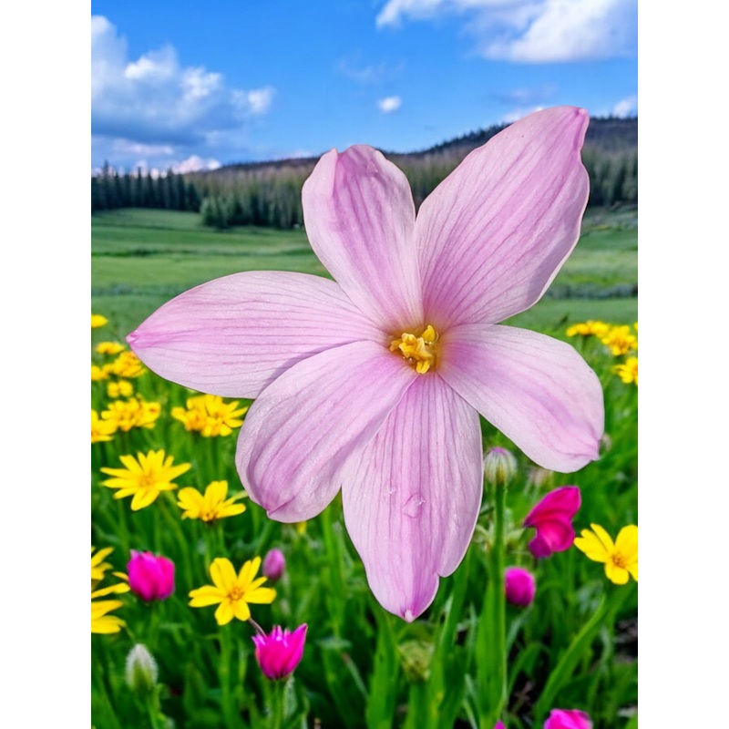 Rain Lily Sakura Baby 4