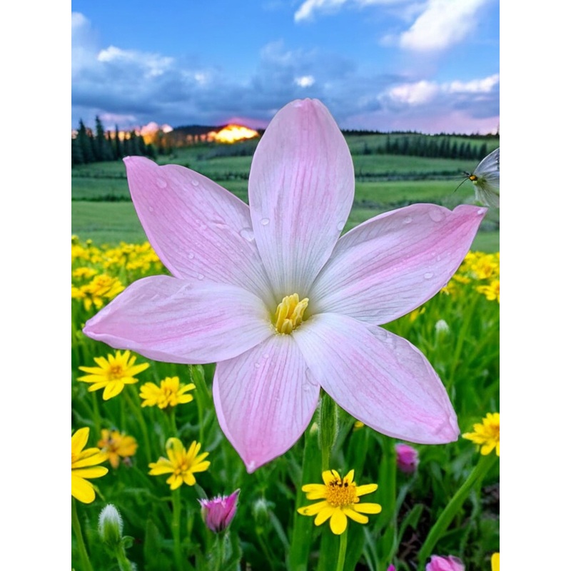 Rain Lily Sakura Baby 5