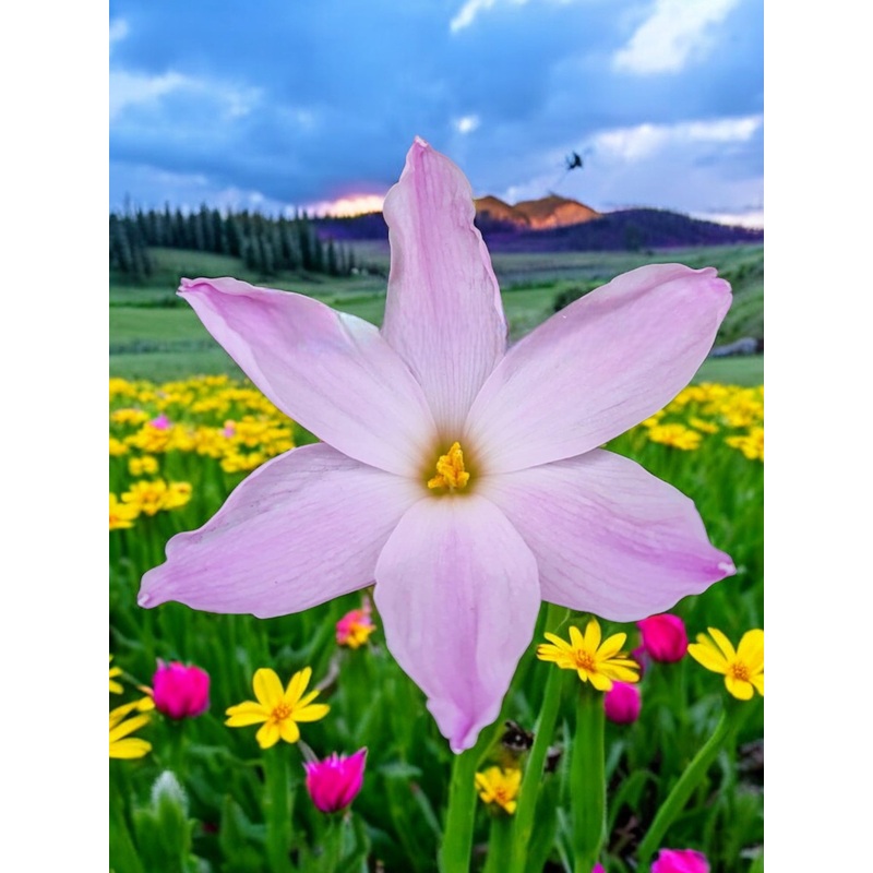 Rain Lily Sakura Baby 7