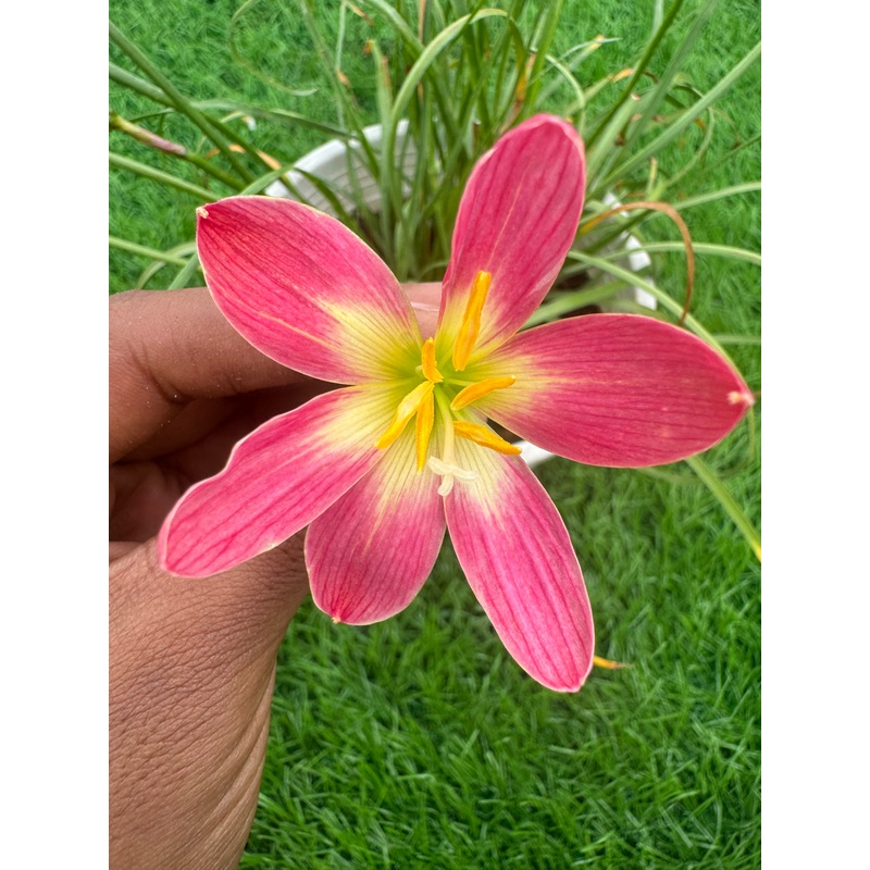 Rain Lily Salli