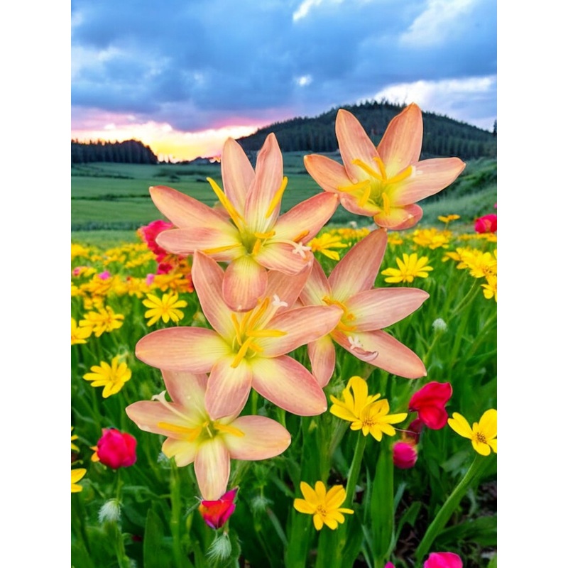 Rain Lily Sarika