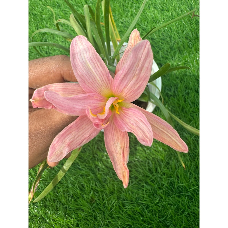 Rain Lily Sea Bunny