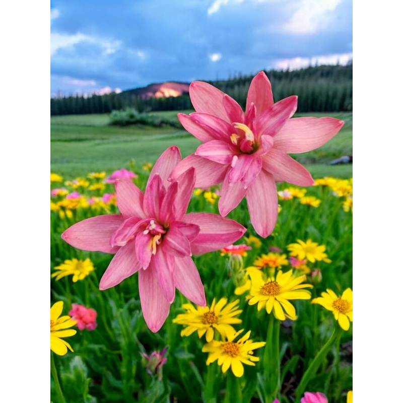 Rain Lily Seeda