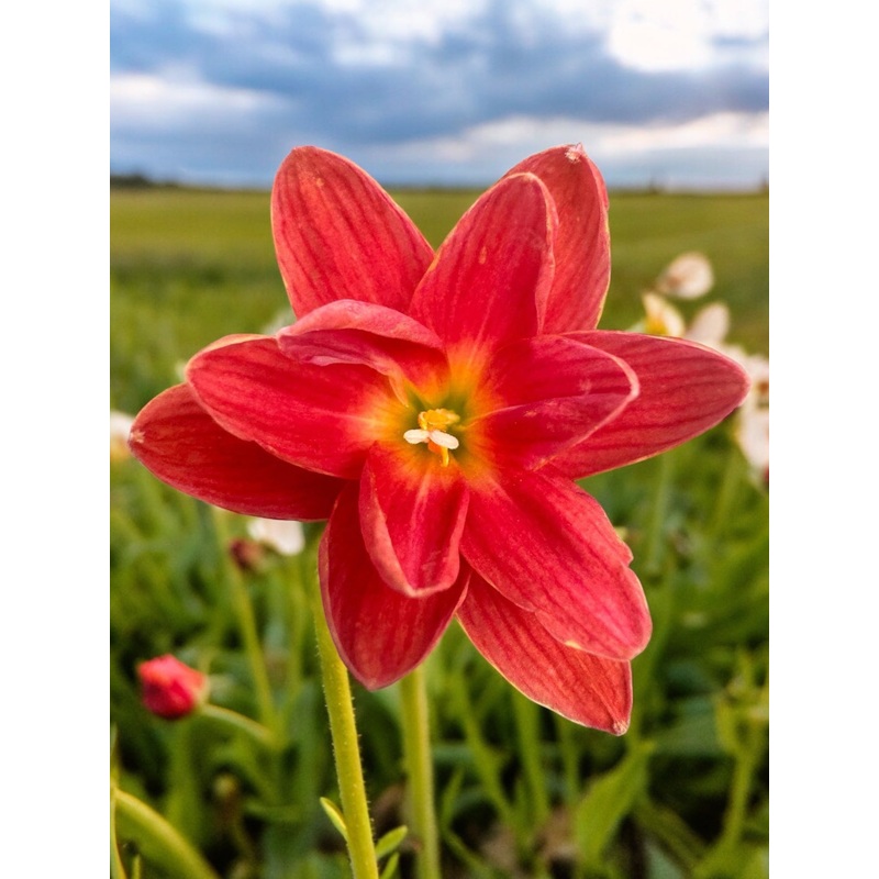 Rain Lily Si sawat…800