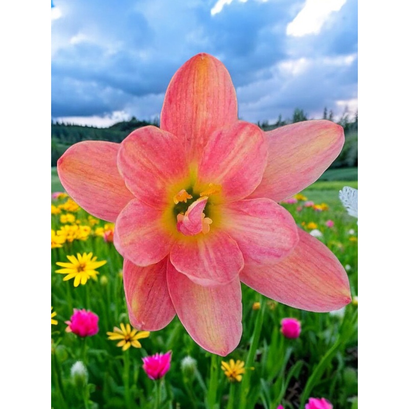 Rain Lily Siam Ruby