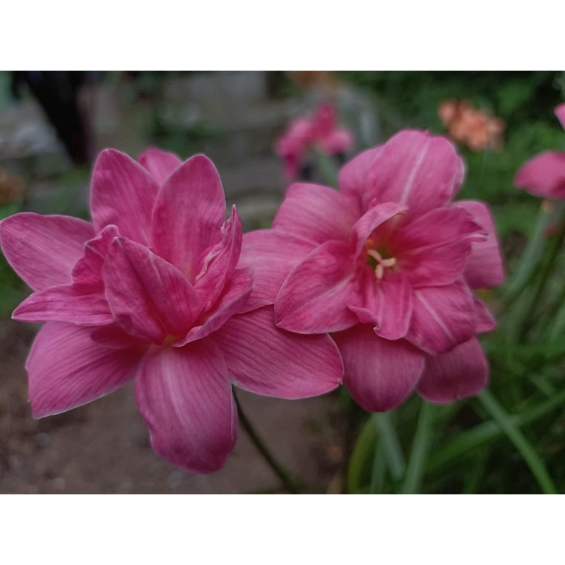 Rain Lily Sila rose 380