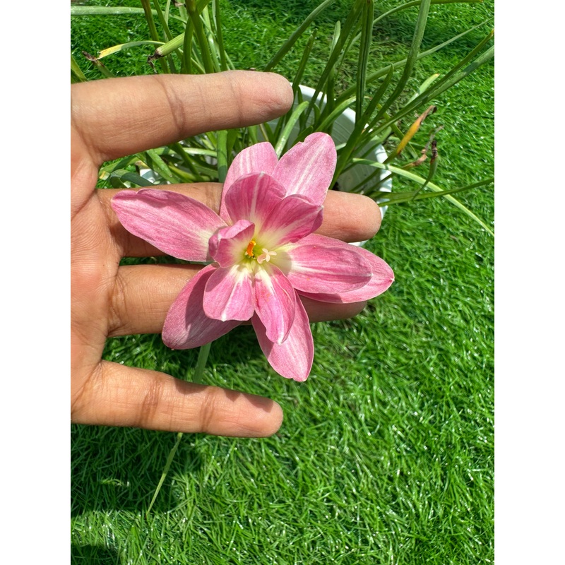 Rain Lily Silamani 850