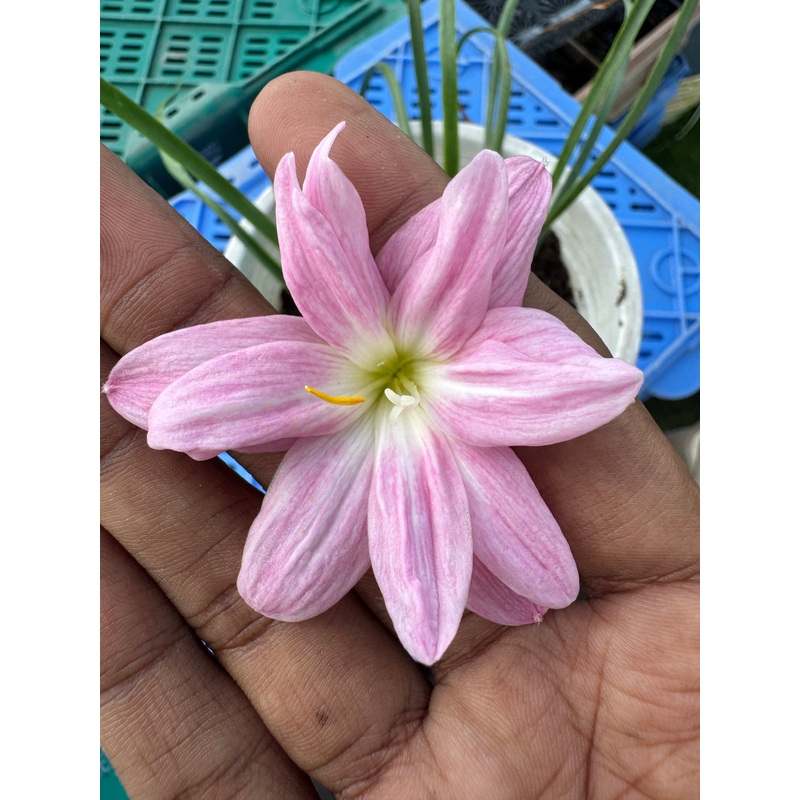 Rain Lily Sira pink-350