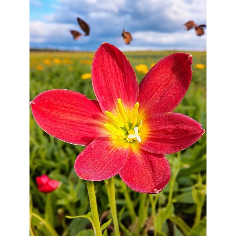 Rain Lily SIRI 600