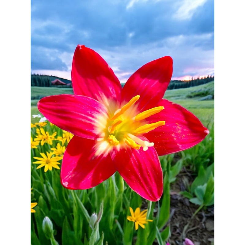 Rain Lily Sita