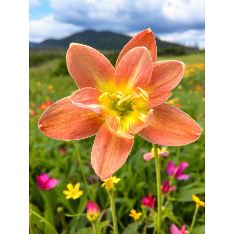 Rain Lily Som Jun 600