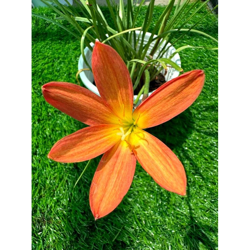 Rain Lily Spider 250