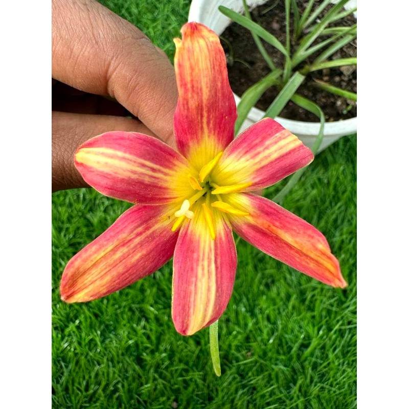 Rain Lily Spider attacks 220